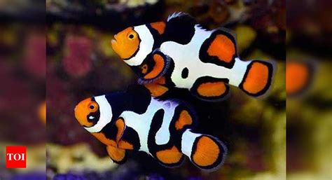 Nemo Fish May Not Adapt To Changing Climate Study Times Of India