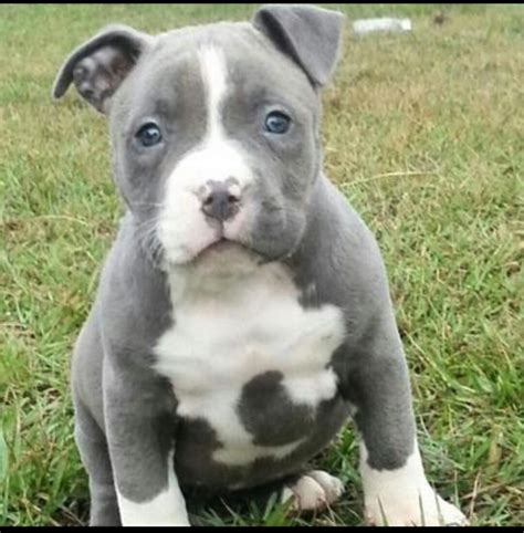 Pitbull Blue Cachorros Únicos Garantizados 449900 En Mercado Libre