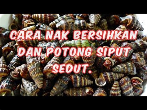 Resepi gulai lemak siput sedut ini lebih sedap jika dimakan bersama. CARA BERSIHKAN DAN POTONG SIPUT SEDUT. - YouTube