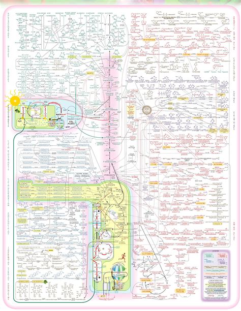 Que Son Las Rutas Metabolicas Acido