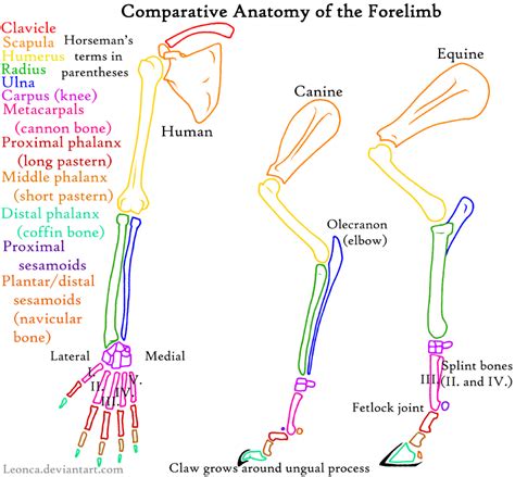 Anatomy Of Forelimb By Leonca On Deviantart Anatomy Horse Anatomy