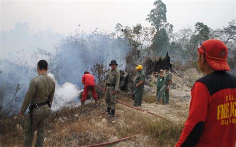 Per Agustus Kebakaran Hutan Dan Lahan Di Berau Meningkat Kali Lipat
