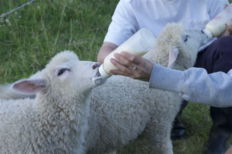 Cotswold Sheep Bottle Feeding Orphan Lambs By Tim Macmillan Animals