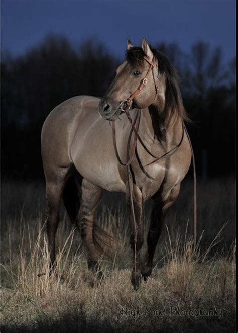 Grulla Qh Horses Grulla Horse Beautiful Horses