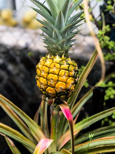 Square roots in the real world. The product of taking an Pineapple crown and planting it ...