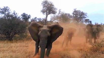 Elephant Kill Trampled Hunter Death Trying Animal
