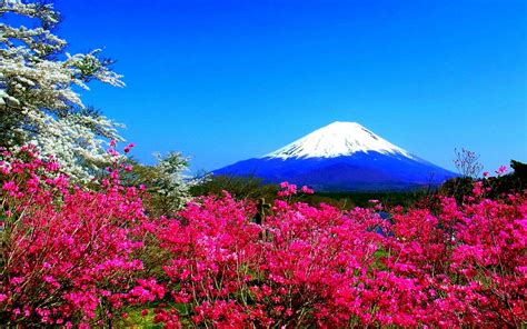 Spring Mountain Flowers Japan Fuji Nature Hd Wallpaper