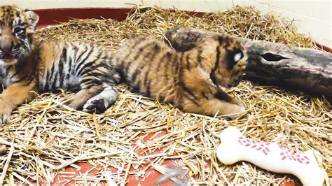 Tiger Cubs Cleveland Metroparks Zoo Today Announced The Birth Of Two