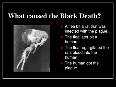 Ppt The Black Death Powerpoint Presentation Free Download Id5400808
