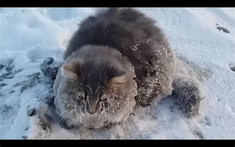 The Man Who Saved A Cat From Freezing To Death Is Now An Internet Hero