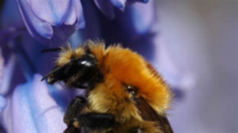 Studies Link Bee Decline To Insecticide