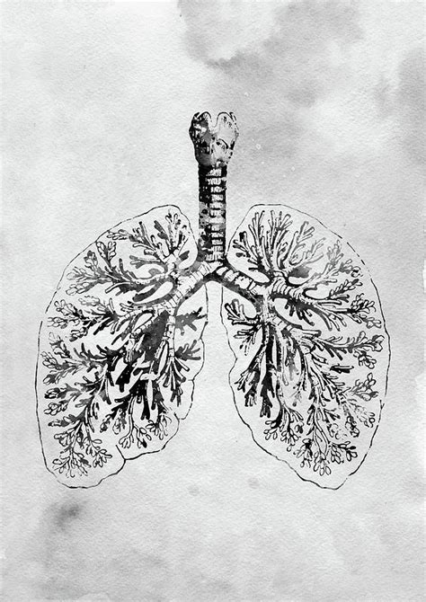 Anatomical Lungs Digital Art By Erzebet S