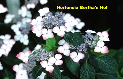 De plant is dan nog in rust en kan zich daarna opmaken voor een gezonde groei. Hydrangea serrata 'Beni Gaku' - Hortensia Bertha's Hof