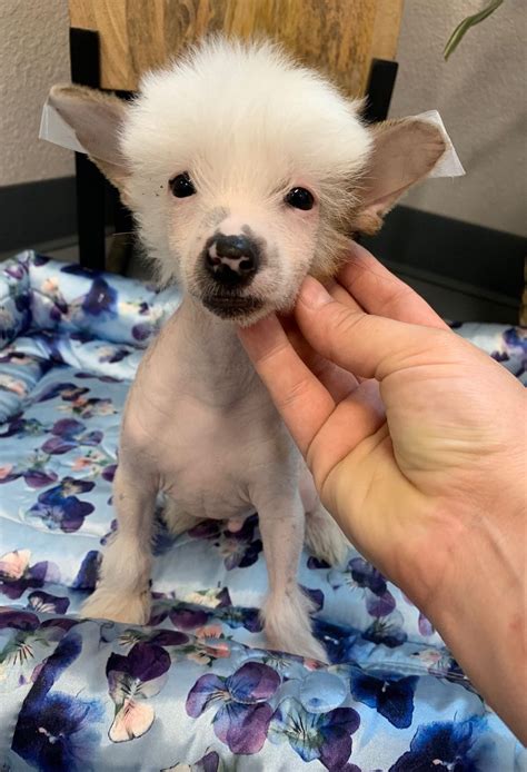Showstyle Chinese Cresteds Chinese Crested Puppies For Sale Born On