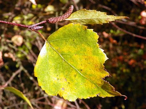 Silver Birch Betula Pendula Autumn Leaf Catkin And Bud Flickr
