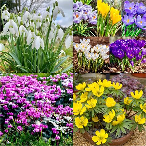 Woodland Bulbs® 50 X Winterearly Spring Flowering Bulbs Snowdrops