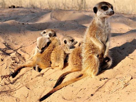 Meerkats National Geographic Society