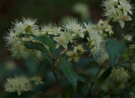 Backhousia Myrtifolia Australian National Botanic Garden Flickr