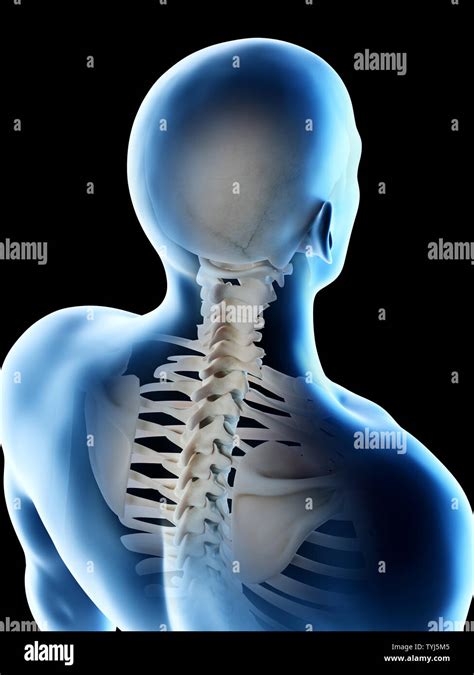 3d Rendered Illustration Of A Mans Skeletal Neck Stock Photo Alamy