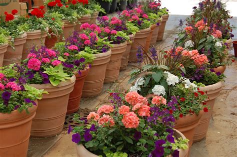 Planning to start planting up your summer pots? Plants For Patio | Newsonair.org