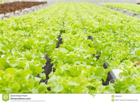 Organic Hydroponic Vegetable Farm Stock Photos Image