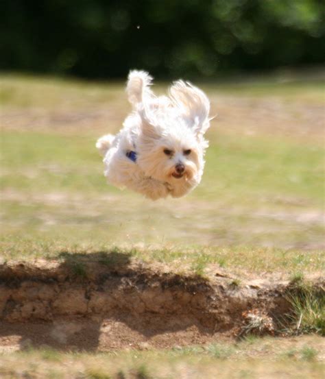 Small Dog Jumping Up In The Air Image Free Stock Photo Public