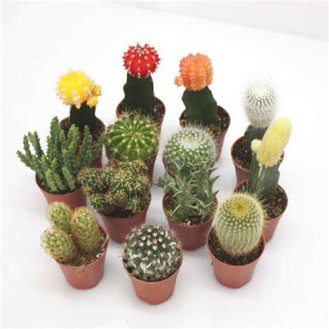 Cada dedo del cactus, puede ser replantado! Consejos para cuidar los Minicactus | Jardineria Domenech ...