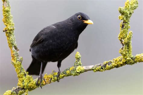 Do Blackbirds Mate For Life Garden Bird Feeder