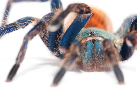 Blue Arachnid Hair Poisonous One Animal Phobia Close Up Animal