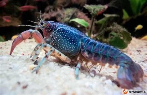 В статье даны советы при раке. Samica - Procambarus Clarkii - Rak Luizjański - Galeria ...