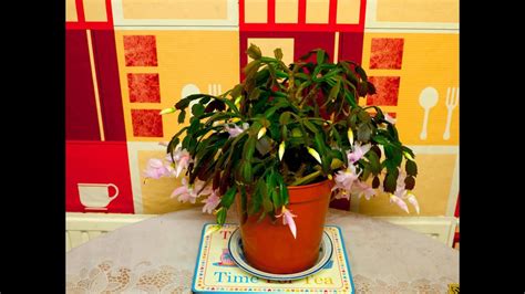 Wait until the top 1/4 to 1/2 of the soil dries. Christmas Cactus in Bloom - YouTube