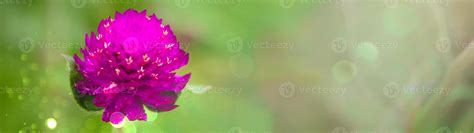 Pink Amaranth Flower In Blurry Green Garden For Background 8037011