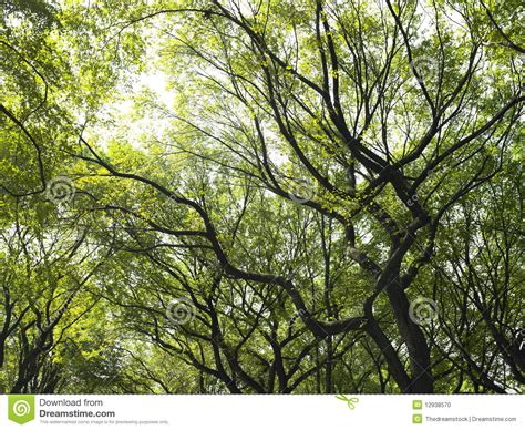 Sunlight Through The Trees Stock Photo Image Of Cover 12938570