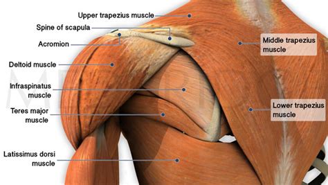 The pectineus muscle, a flat, quadrangular muscle located in the middle of the thigh, helps to flex or move your leg towards your body. Don't ignore you're upper traps! - Injury Active
