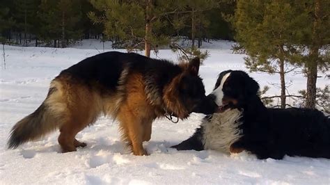 Bernese Mountain Dog And German Shepherd Playing In The Snow Youtube
