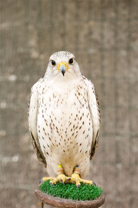 White Falcon In An Aviary Stock Image Image Of Gyrfalcon 258069135