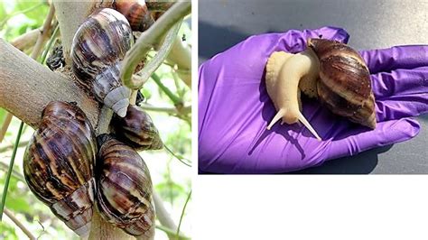 Giant African Land Snail Invasion Causes Fl Quarantine New Port