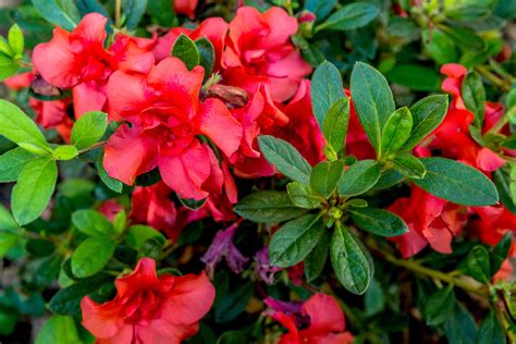different types of red azaleas home and garden decor