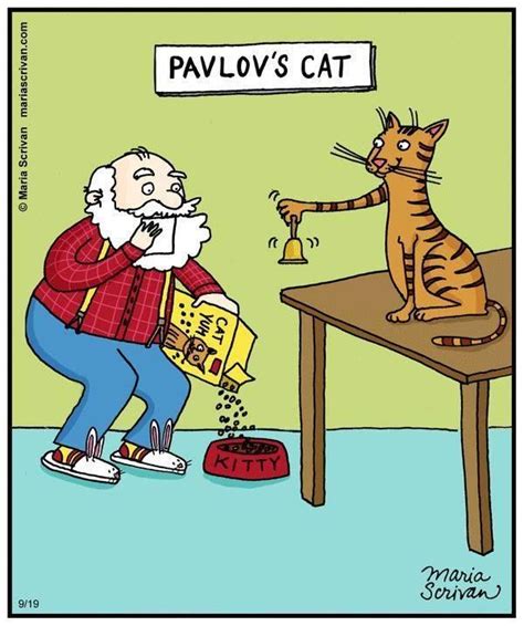 Pavlovs Cat Humor Смешные кошки Сумасшедшие кошки и Милые котики