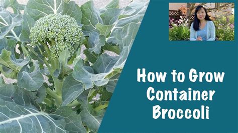How To Grow Broccoli In A Container Youtube