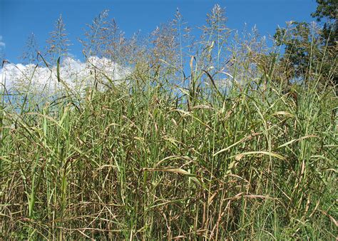 Our diy johnsongrass control guide will teach you how to get rid of this grassy weed for good. Johnsongrass | Mississippi State University Extension Service