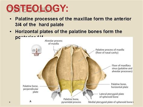 Palate Introduction Palate Roof Of The Oral Cavity