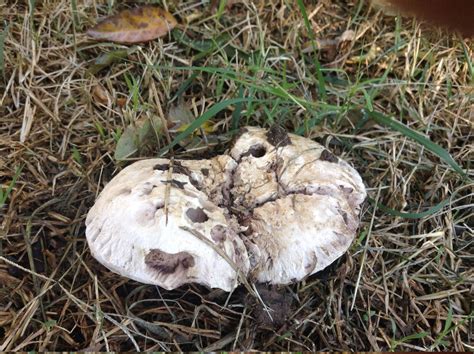 White Mushrooms Growing Near My Garden Mushroom Hunting And