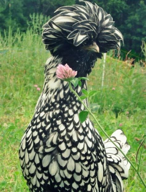 Silver Laced Polish Polish Chickens Breed Fancy Chickens Chicks For