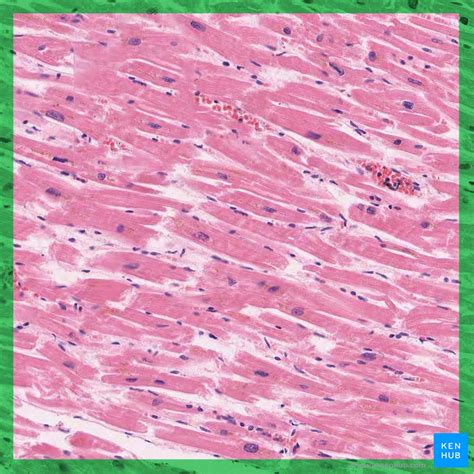 Cardiac Tissue Histology Kenhub
