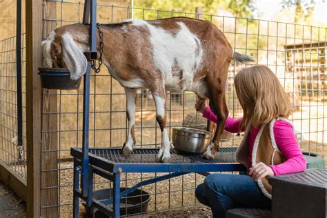 Value Added Products Utilizing Goat And Sheep Milk Alabama Cooperative