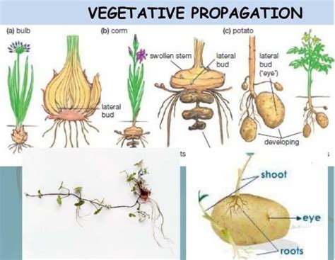 Vegetative Propagation Through Roots Examples Types Of Vegetative