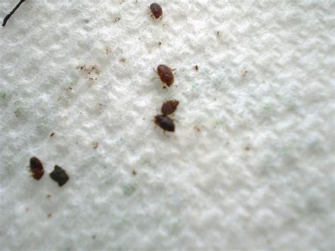 Small Tiny Brown Bugs In House