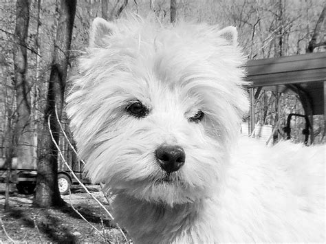 West Highland White Terrier Puppies For Sale Akc Marketplace