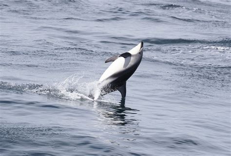 Flickrp2itsb3q Dusky Dolphin Dusky Dolphin Kaikoura